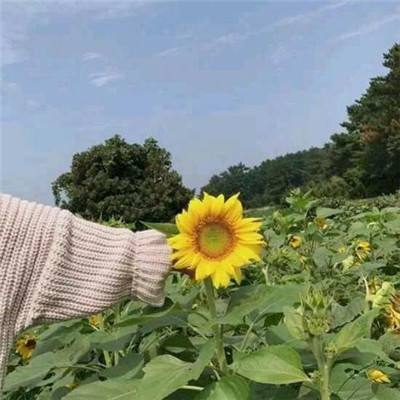 贝克梦大冒险果盘平台下载